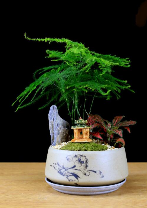 福祿桐文竹盆景，綠植苔蘚微景觀禪意盆景