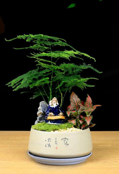 福祿桐文竹盆景，綠植苔蘚微景觀禪意盆景