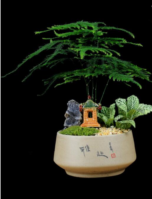 福祿桐文竹盆景，綠植苔蘚微景觀禪意盆景