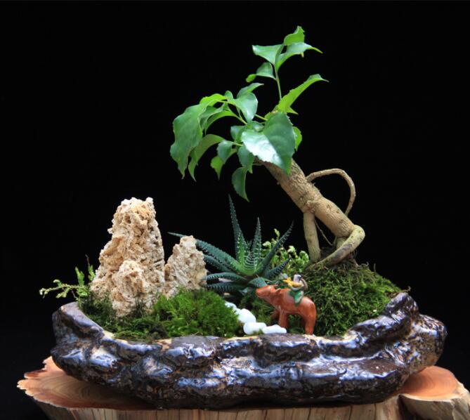 高檔水石藝術(shù)組合，綠植微景觀旱盆盆景