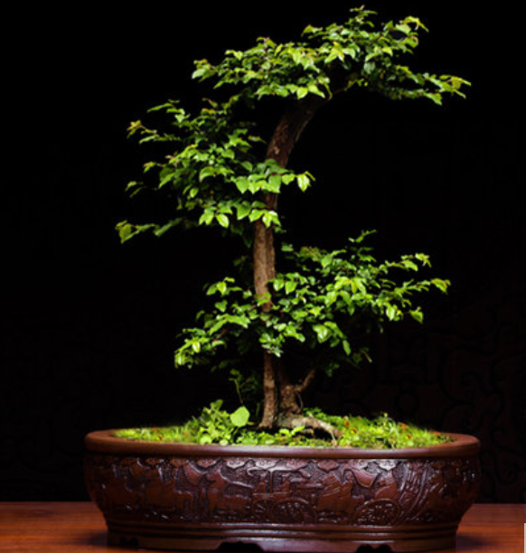 五款家佳樂(lè)文學(xué)陶瓷室內(nèi)盆景