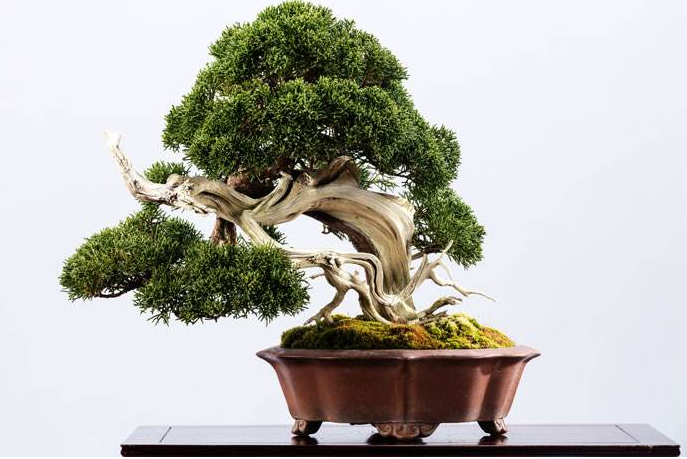 五款家佳樂(lè)文學(xué)陶瓷室內(nèi)盆景