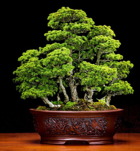 五款家佳樂(lè)文學(xué)陶瓷室內(nèi)盆景