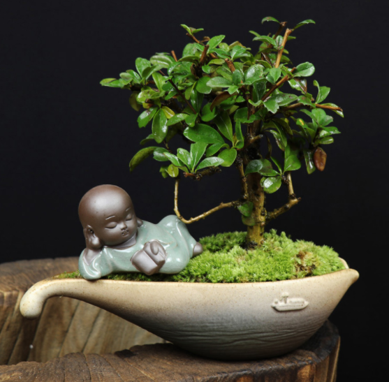 小葉福建茶樹樁盆景，室內(nèi)綠植藝術(shù)造型盆景