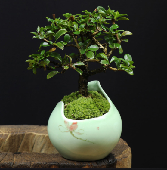 小葉福建茶樹樁盆景，室內(nèi)綠植藝術(shù)造型盆景