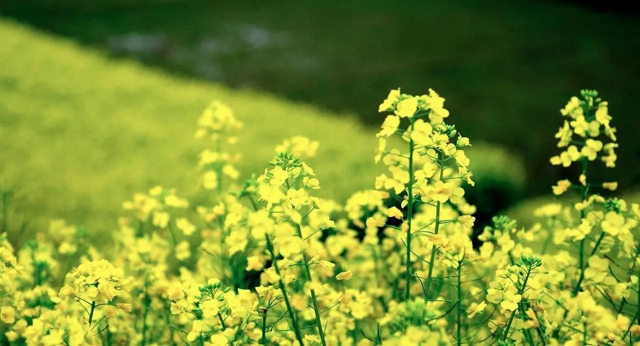 夢(mèng)回西江，南昌，廬山，婺源