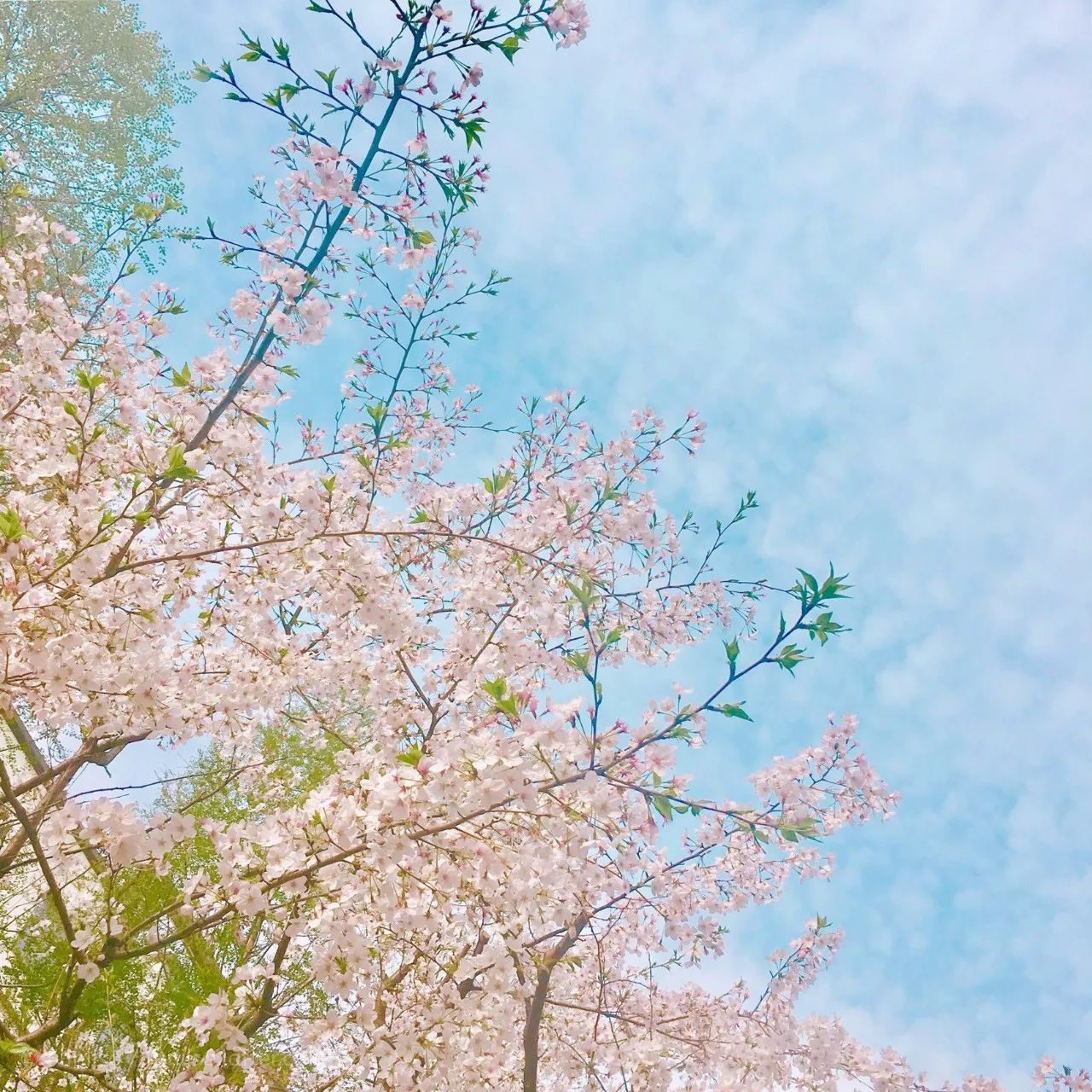 清明小長假，去這9個絕美的地方踏青