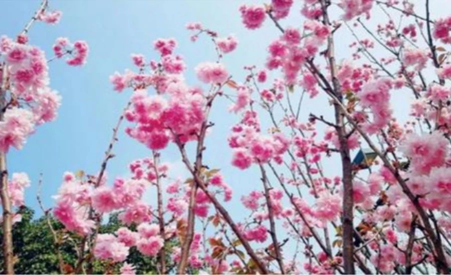 不負時光，不負己，趁著春光去踏青！