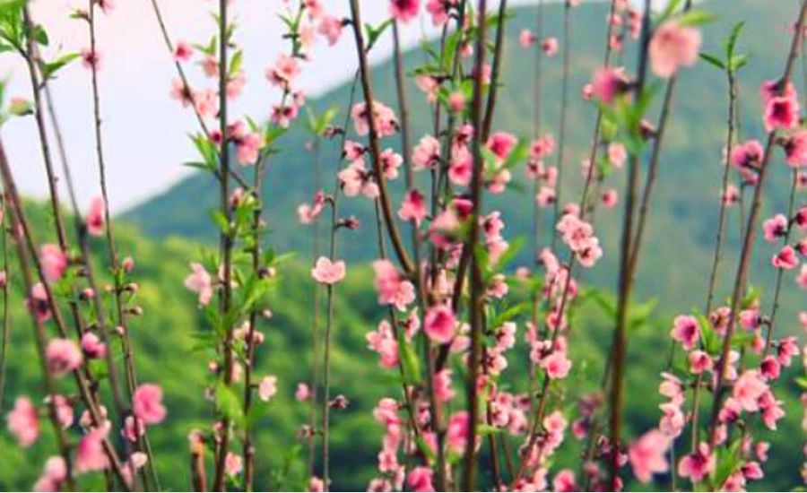 不負時光，不負己，趁著春光去踏青！