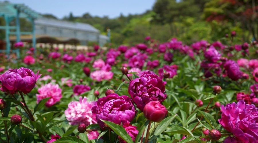 最美人間四月，詩情畫意不可錯失的風(fēng)景推薦