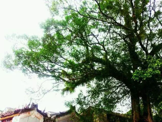 棉湖掠影， 古鎮(zhèn)情懷