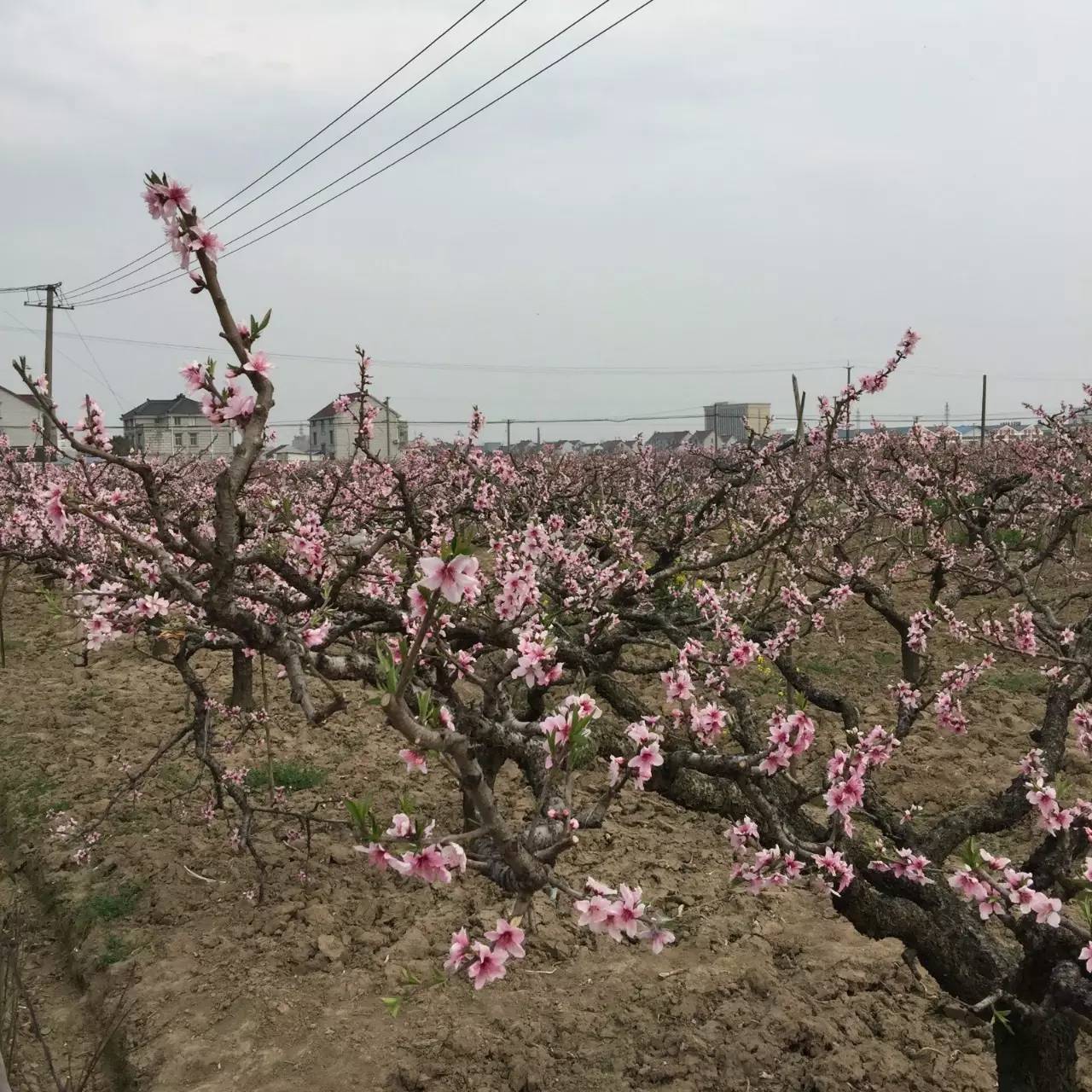 古鎮(zhèn)之外的新場，或許更有新意