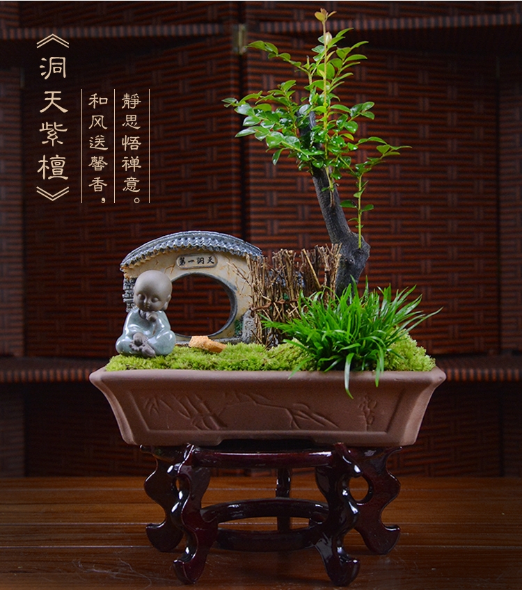 四季常青盆景，鎮(zhèn)宅紫檀盆景圖片