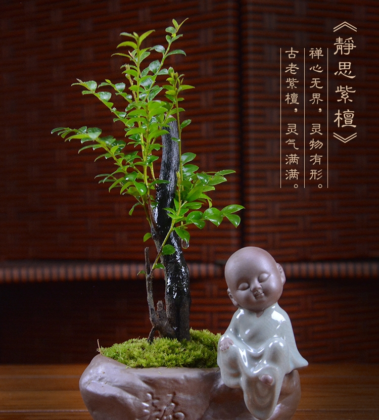 四季常青盆景，鎮(zhèn)宅紫檀盆景圖片