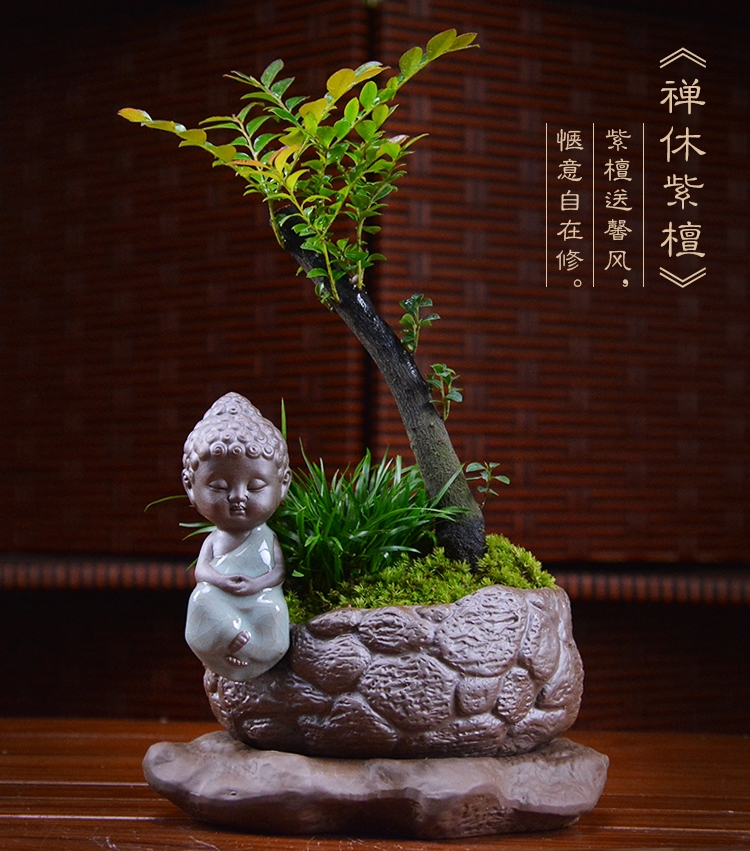 四季常青盆景，鎮(zhèn)宅紫檀盆景圖片