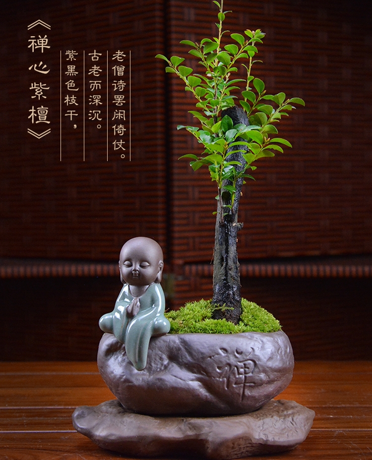 四季常青盆景，鎮(zhèn)宅紫檀盆景圖片