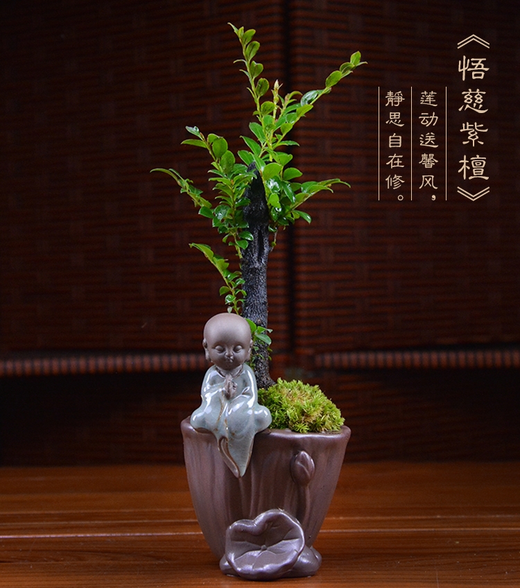 四季常青盆景，鎮(zhèn)宅紫檀盆景圖片