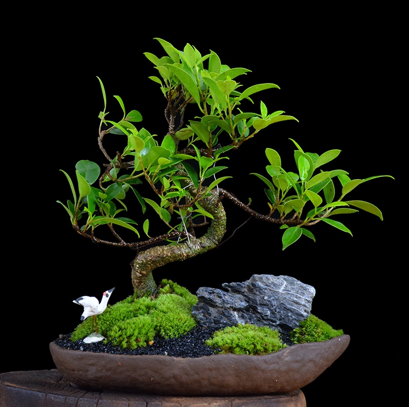 四季常青綠葉盆景圖片，精致的小葉榕樹盆景