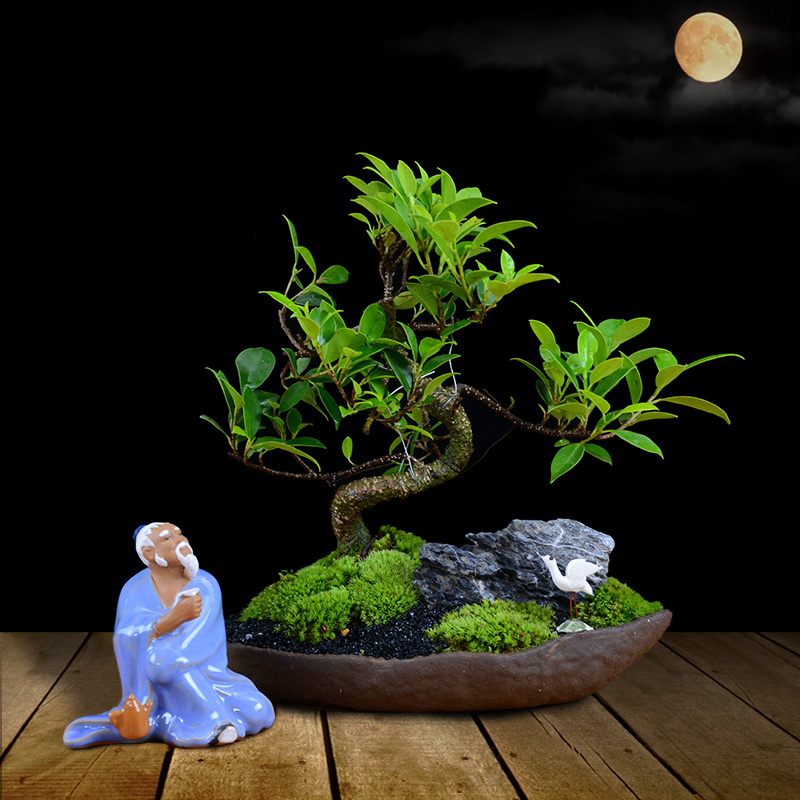 四季常青綠葉盆景圖片，精致的小葉榕樹盆景