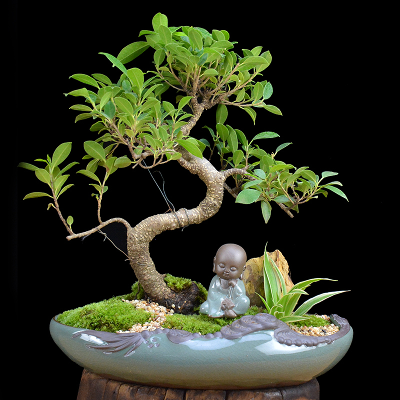 四季常青綠葉盆景圖片，精致的小葉榕樹盆景