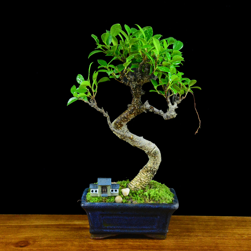 四季常青綠葉盆景圖片，精致的小葉榕樹盆景