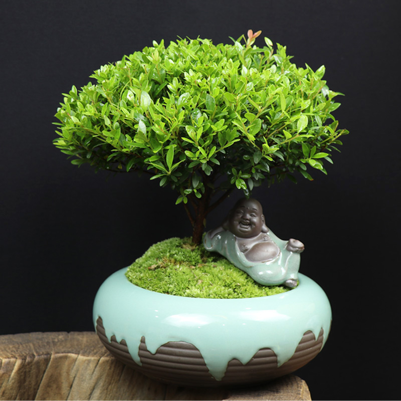 耐寒常青盆景圖片，禪意小葉赤楠盆景