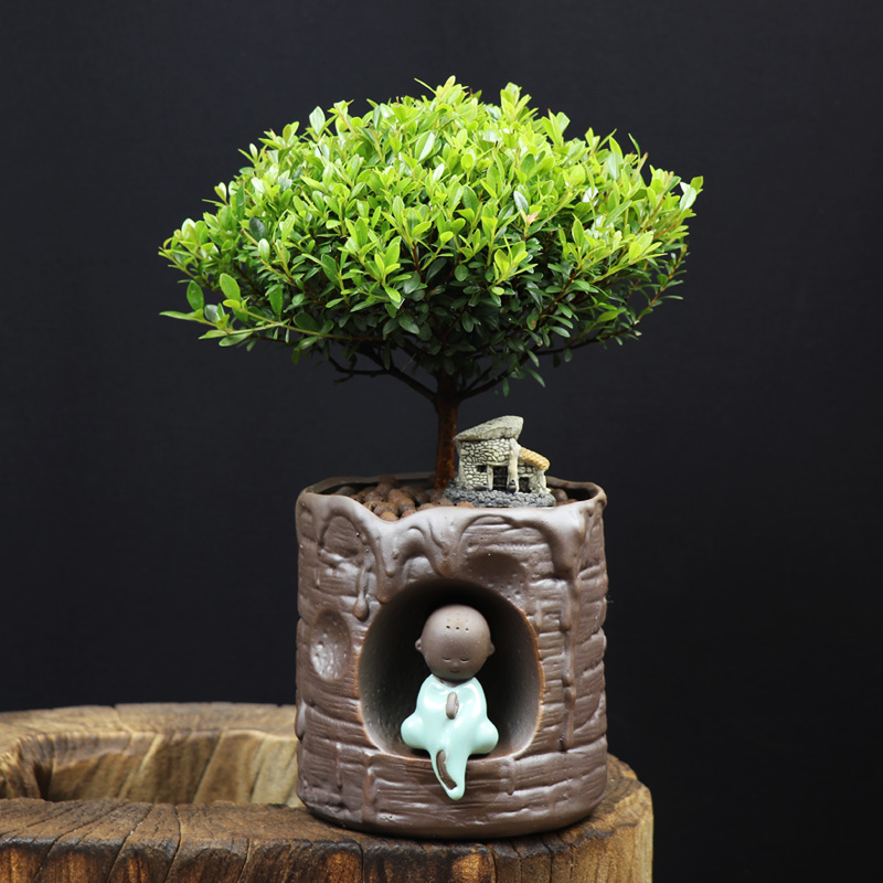 耐寒常青盆景圖片，禪意小葉赤楠盆景