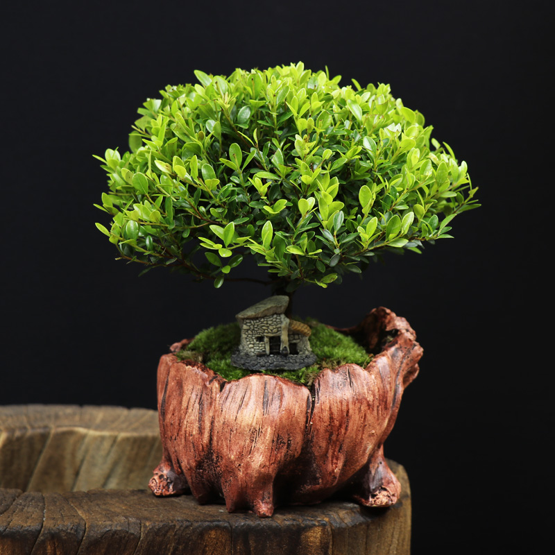 耐寒常青盆景圖片，禪意小葉赤楠盆景