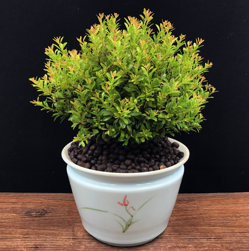 耐寒常青盆景圖片，禪意小葉赤楠盆景