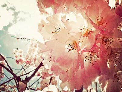 古風微博網(wǎng)名:青鳶