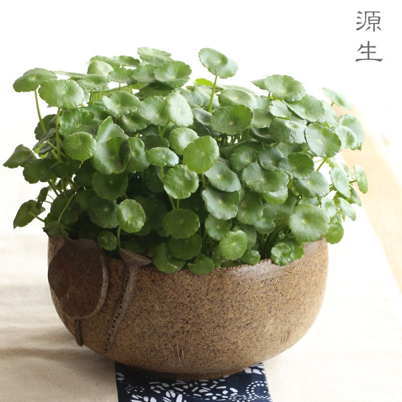 日式陶瓷水盂，可用作茶洗筆洗