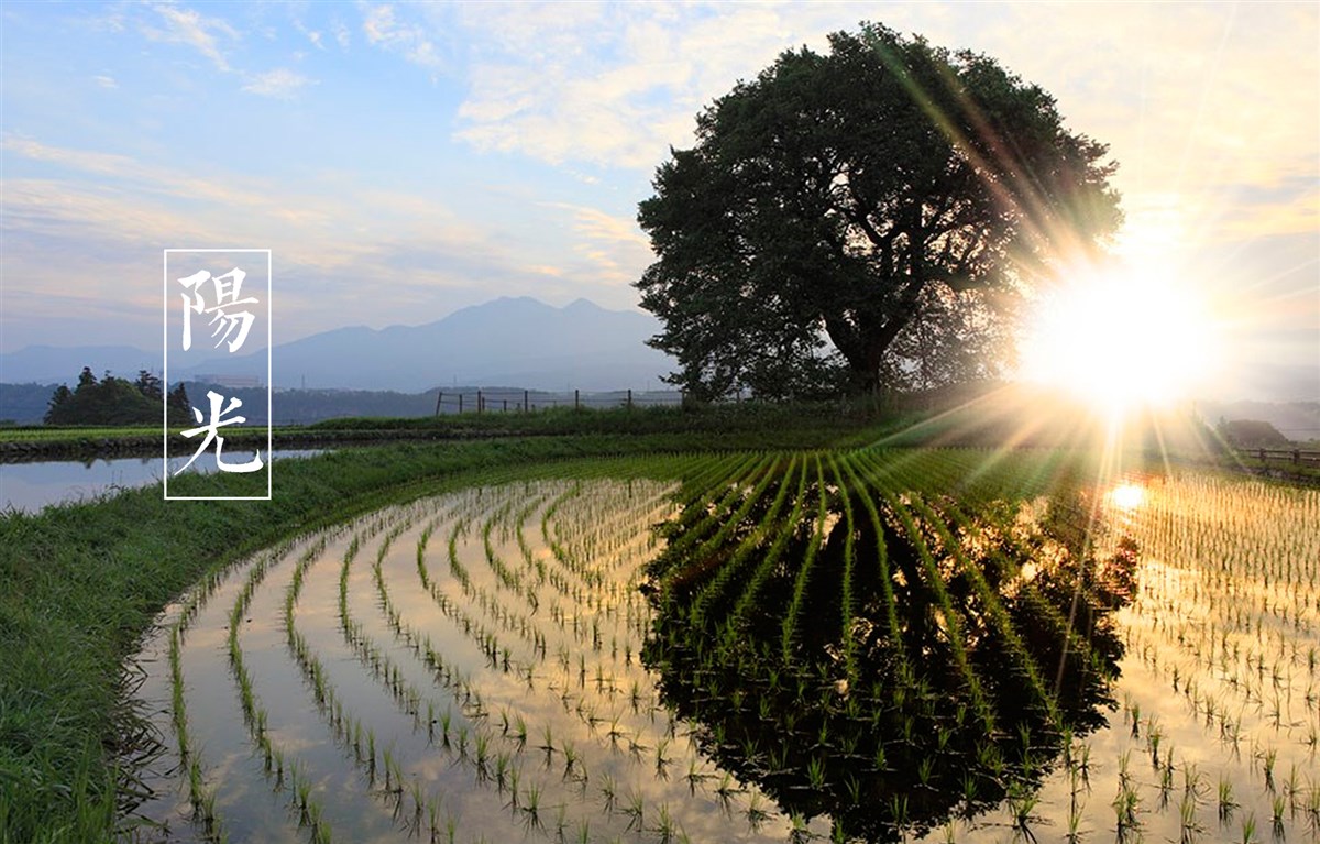 貢祿大米 | 品牌設(shè)計全過程