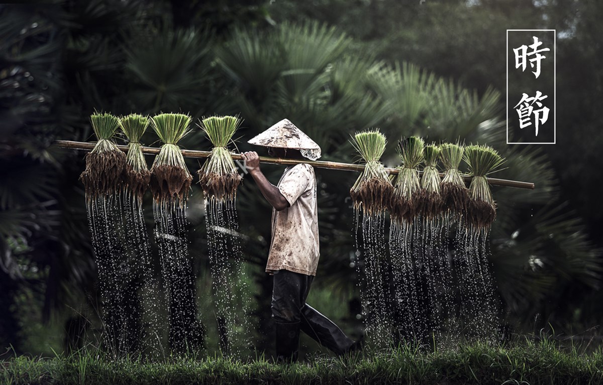 貢祿大米 | 品牌設(shè)計全過程
