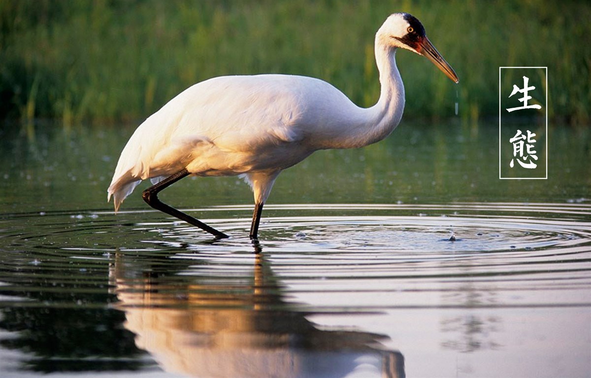 貢祿大米 | 品牌設(shè)計全過程