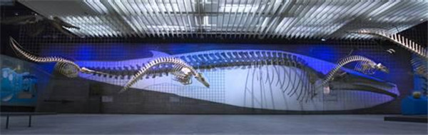 德國最大的自然博物館，德國森根堡自然博物館