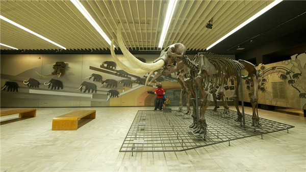 德國最大的自然博物館，德國森根堡自然博物館