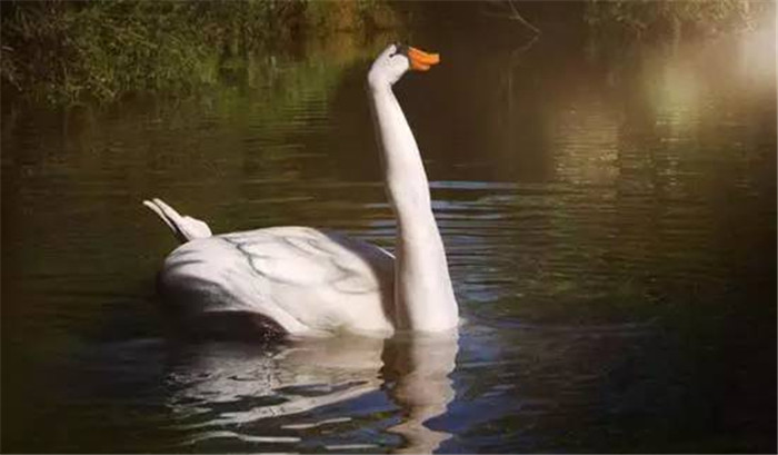 人體彩繪以假亂真！令人嘆為觀止的人體彩繪藝