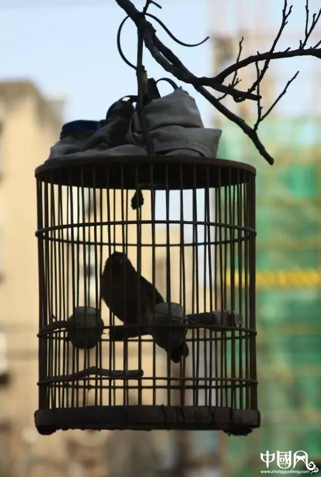 最美家佳樂文學鳥籠