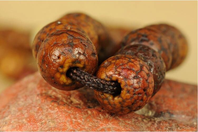 什么是星月菩提？原生態(tài)藏傳爆老星月菩提