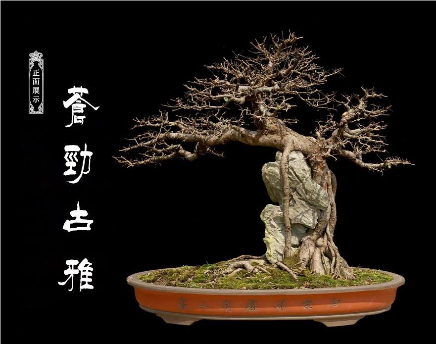 榆樹(shù)盆景：瑤池劍影