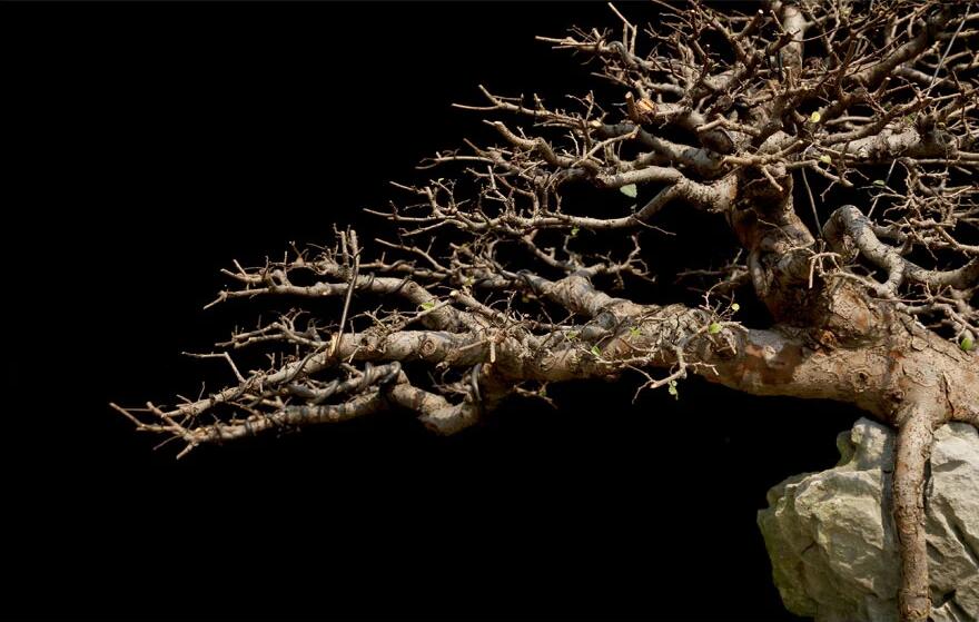 榆樹(shù)盆景：瑤池劍影