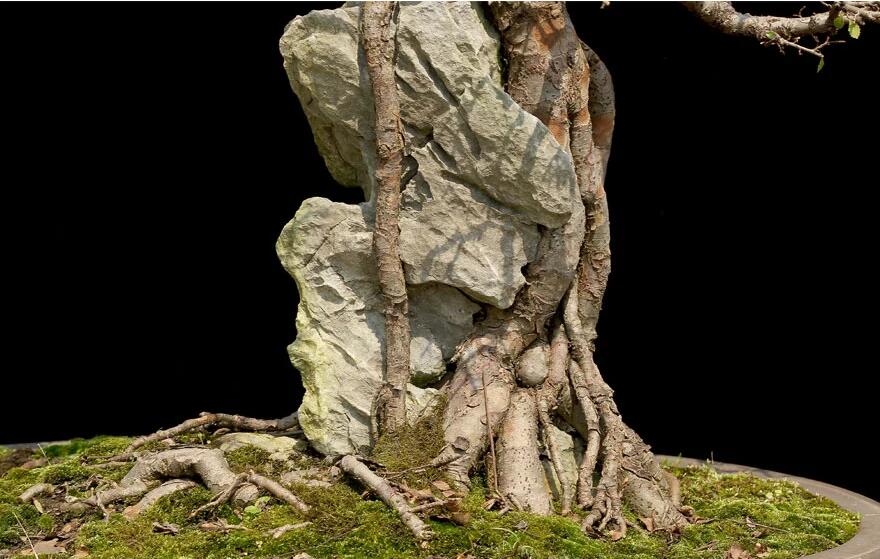 榆樹(shù)盆景：瑤池劍影