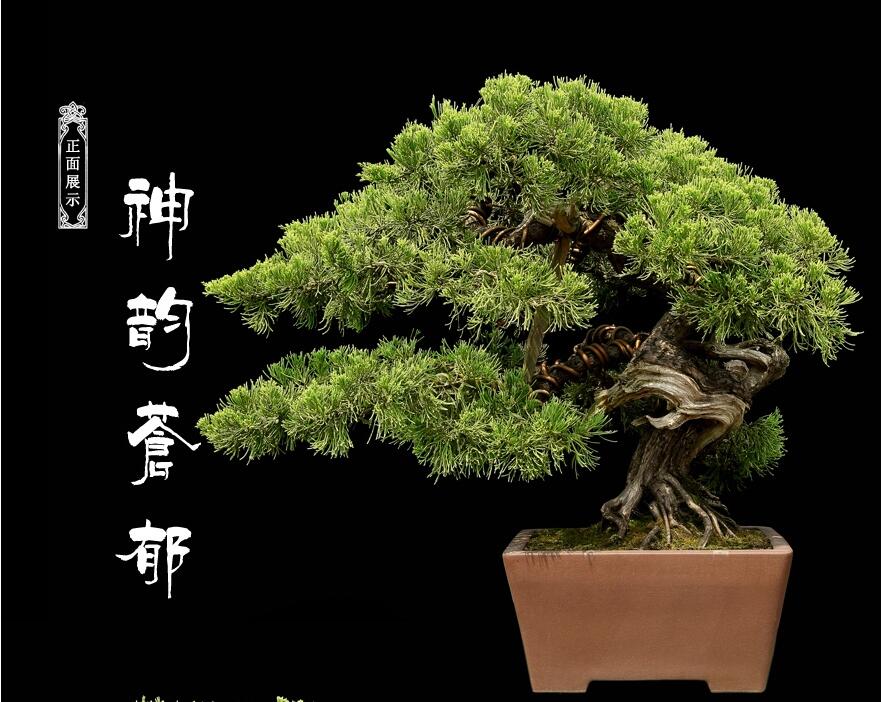 地柏盆景作品：步步高升