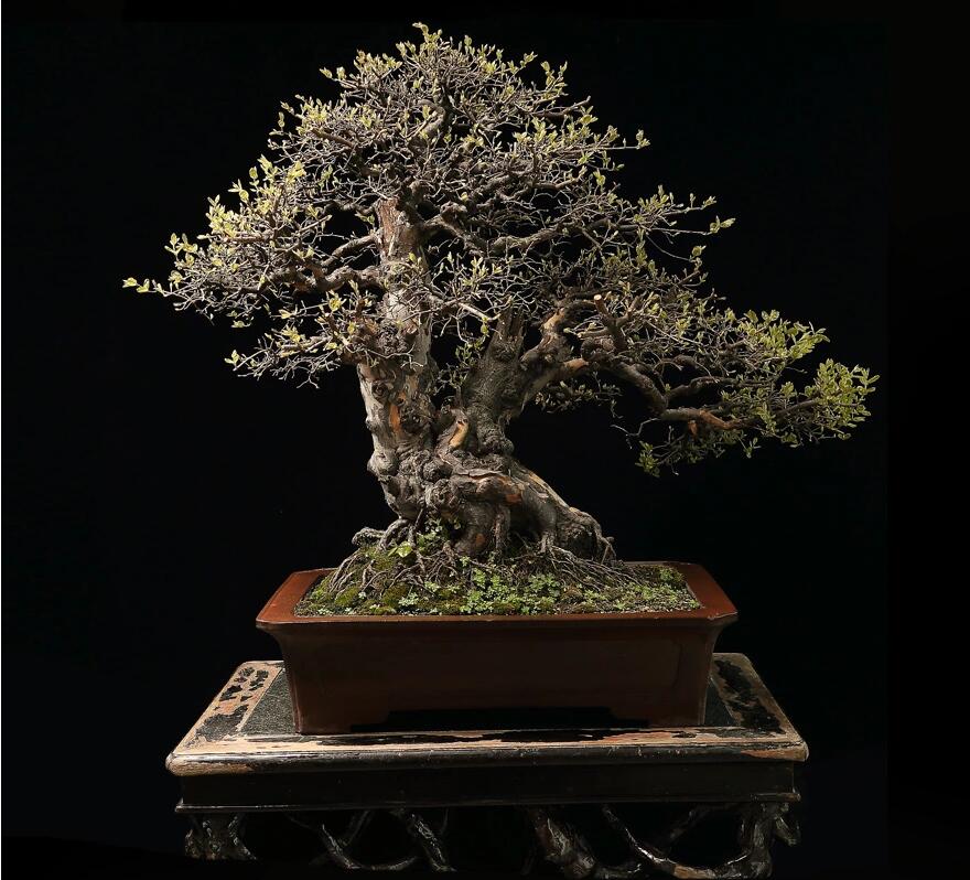 雀梅盆景作品:幽谷云霧