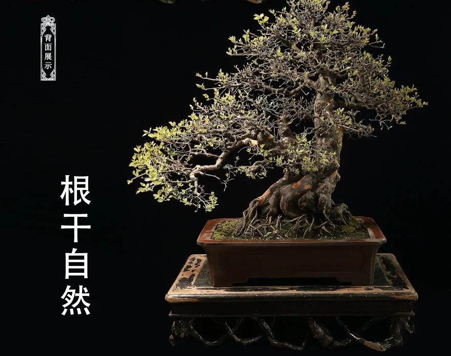 雀梅盆景作品:幽谷云霧