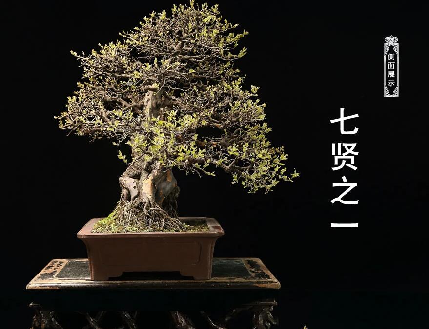 雀梅盆景作品:幽谷云霧