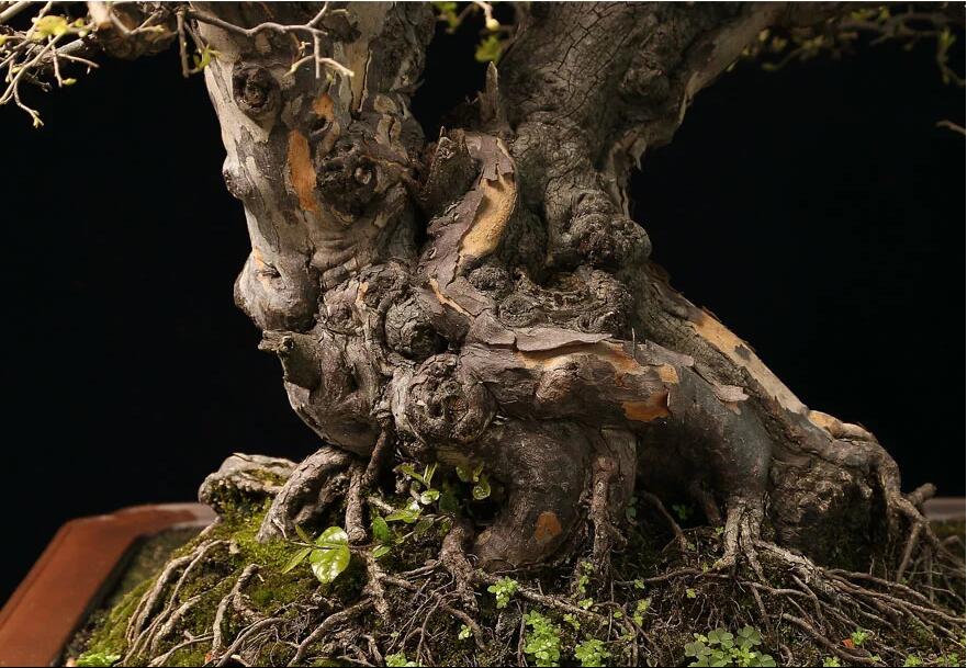 雀梅盆景作品:幽谷云霧