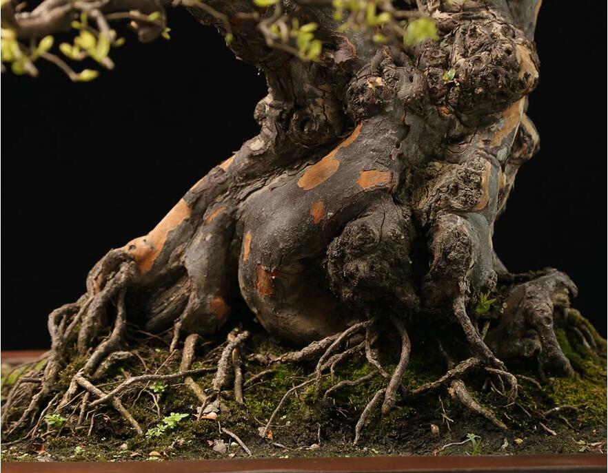 雀梅盆景作品:幽谷云霧