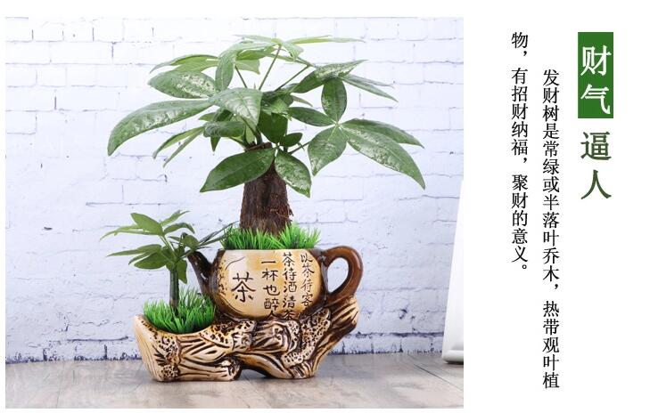 家佳樂(lè)文學(xué)發(fā)財(cái)樹(shù)盆景