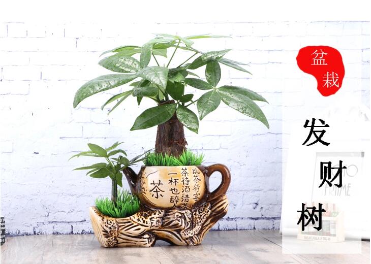 家佳樂(lè)文學(xué)發(fā)財(cái)樹(shù)盆景